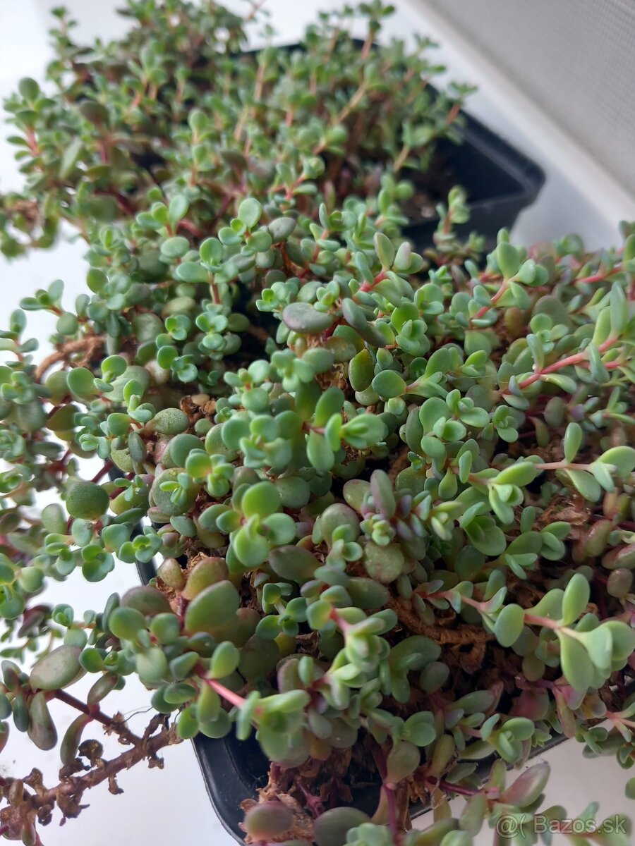Sedum kobercový rozchodník - 2