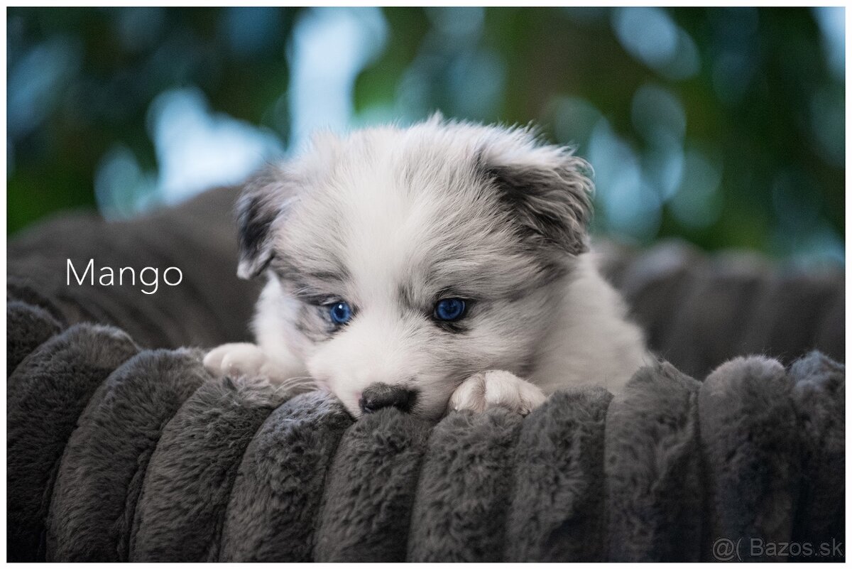 Border Collie Border Kolia s PP FCI barva Blue Merle - 2