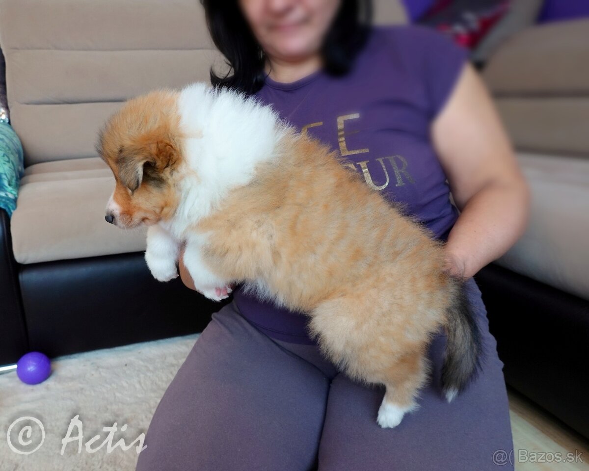 Dlhosrstá kólia - šteniatka s PP - 2