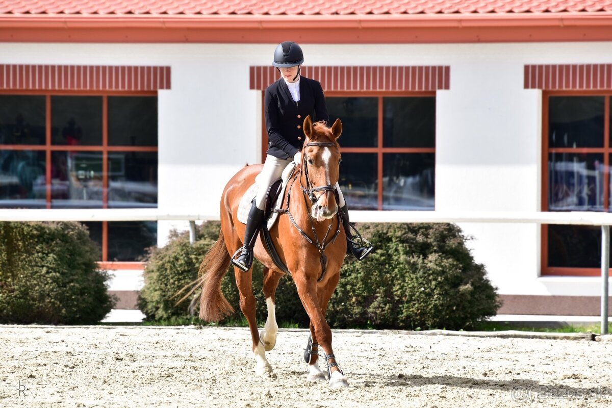 8 ročný parkúrový valach - 2