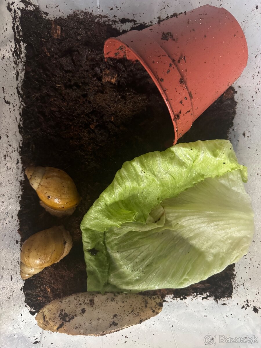 Archachatina marginata candefacta albino shell - 2