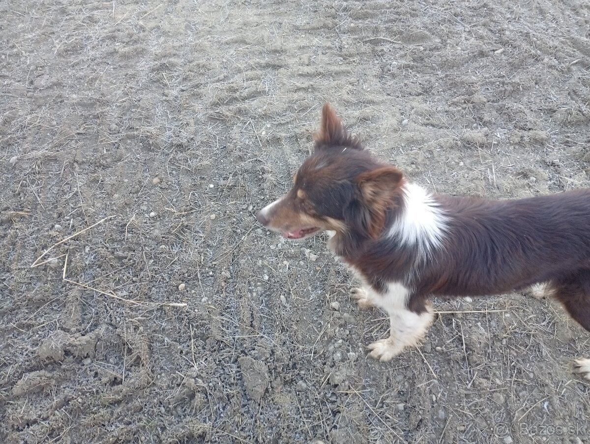 Border kolia,collia - 2