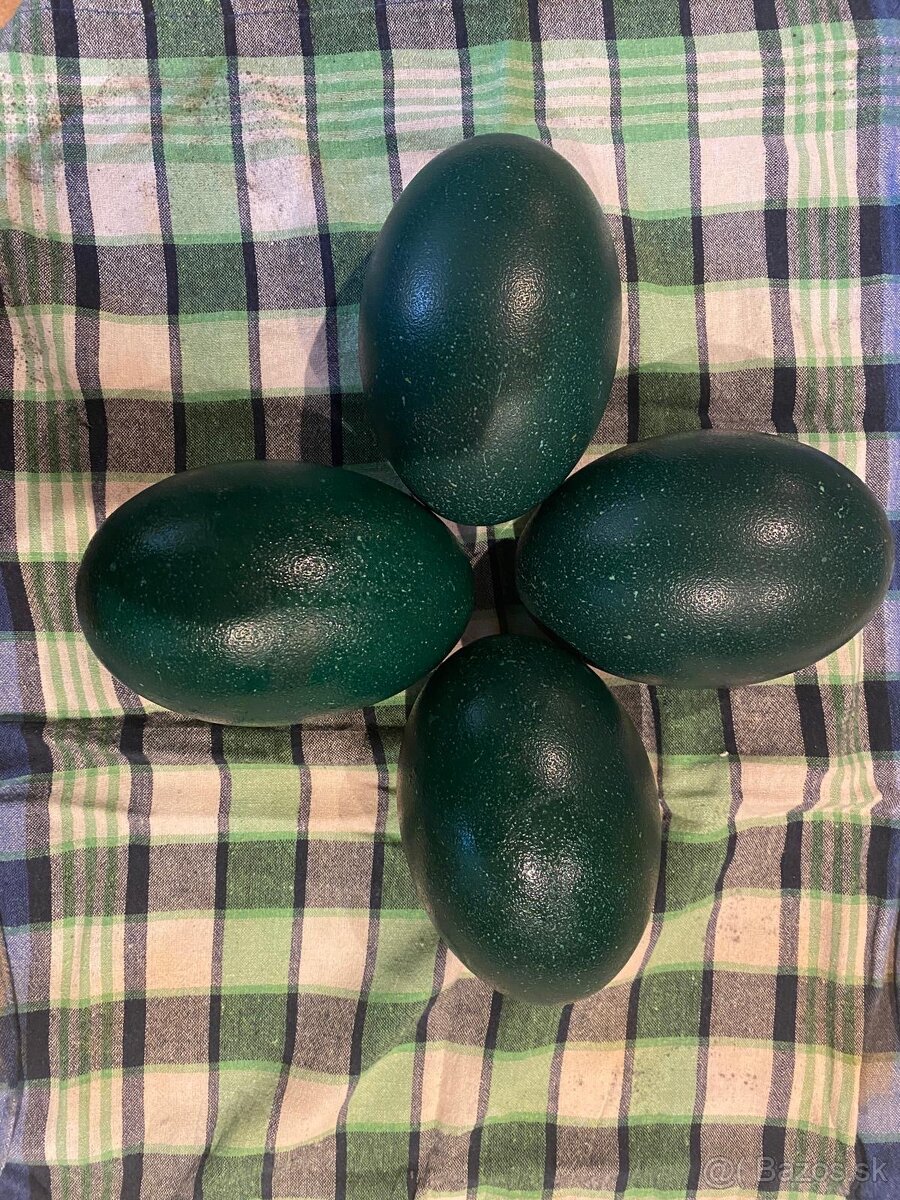 Predám EMU vajcia - 2