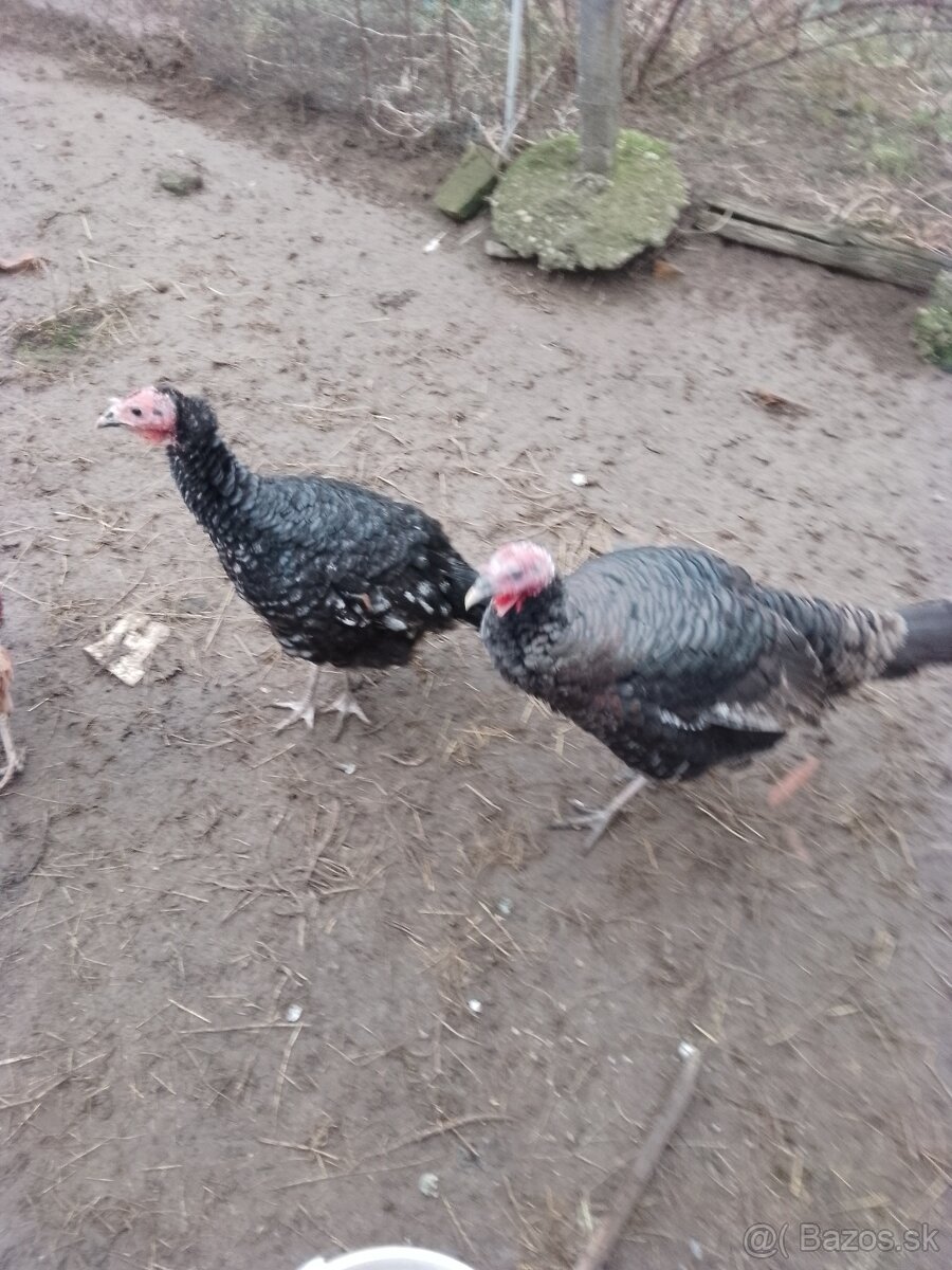Na predaj kohúty a morky - 2