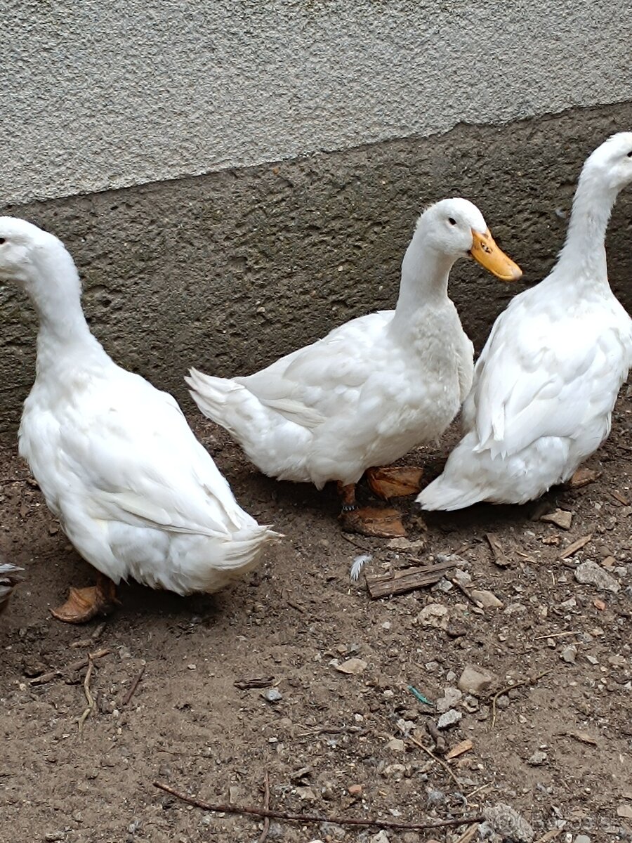 Kačica pekingská americká - 2