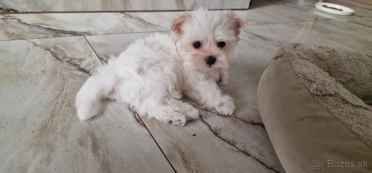 yorkshírsky terrier - 2