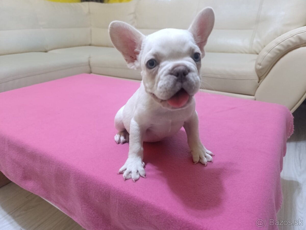Francúzsky buldoček - 2