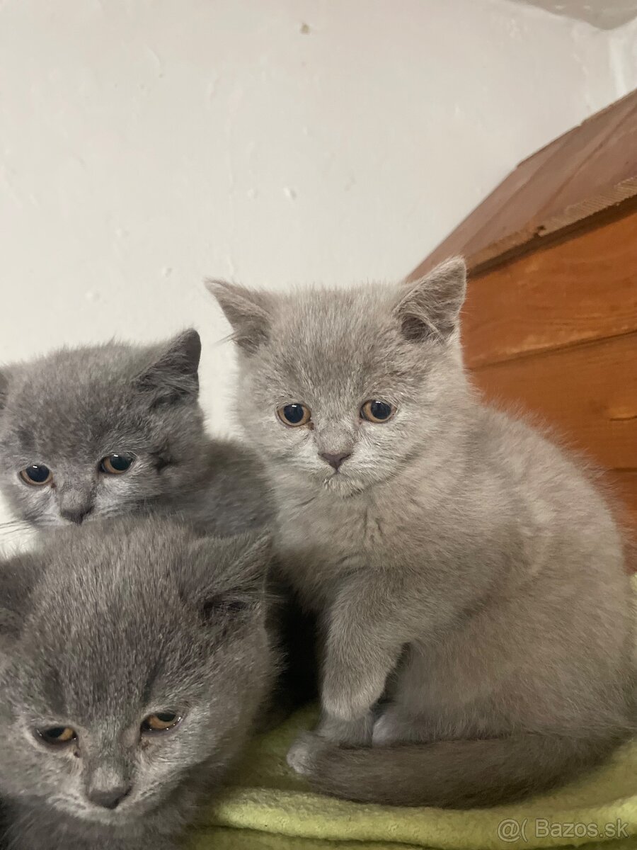 Britské mačiatka - 2