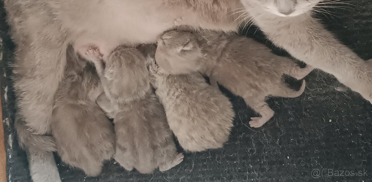 Britské modré lilave mačiatka - 2