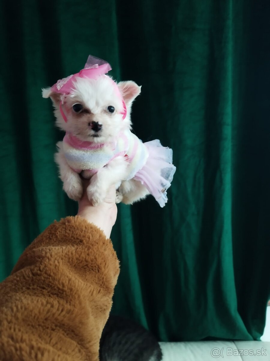 pomeranian civava - 2