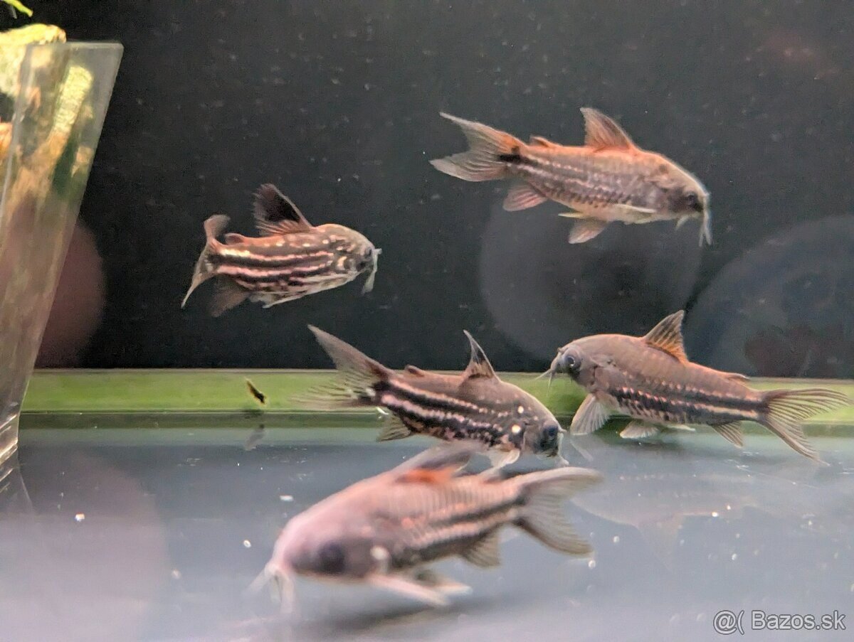 pancierniček drobný - corydoras nanus - 2