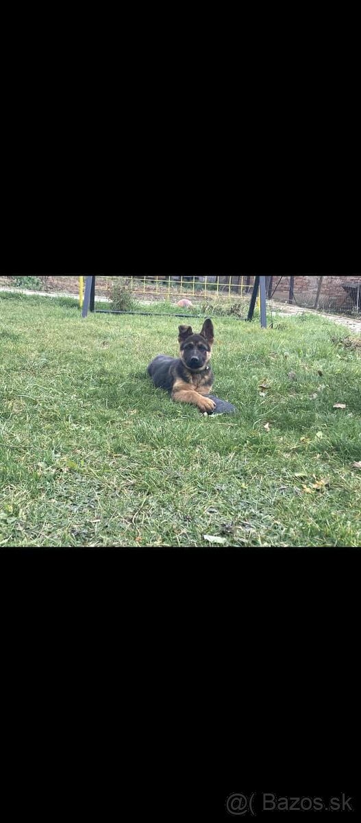 Predám Nemeckého ovčiaka - 2