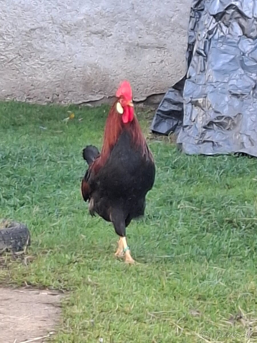 Vlaška jarabičia - 2