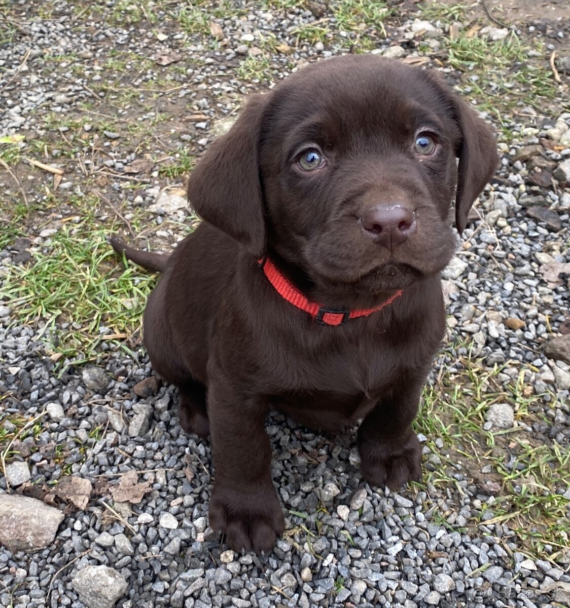 Labrador šteniatka - 2