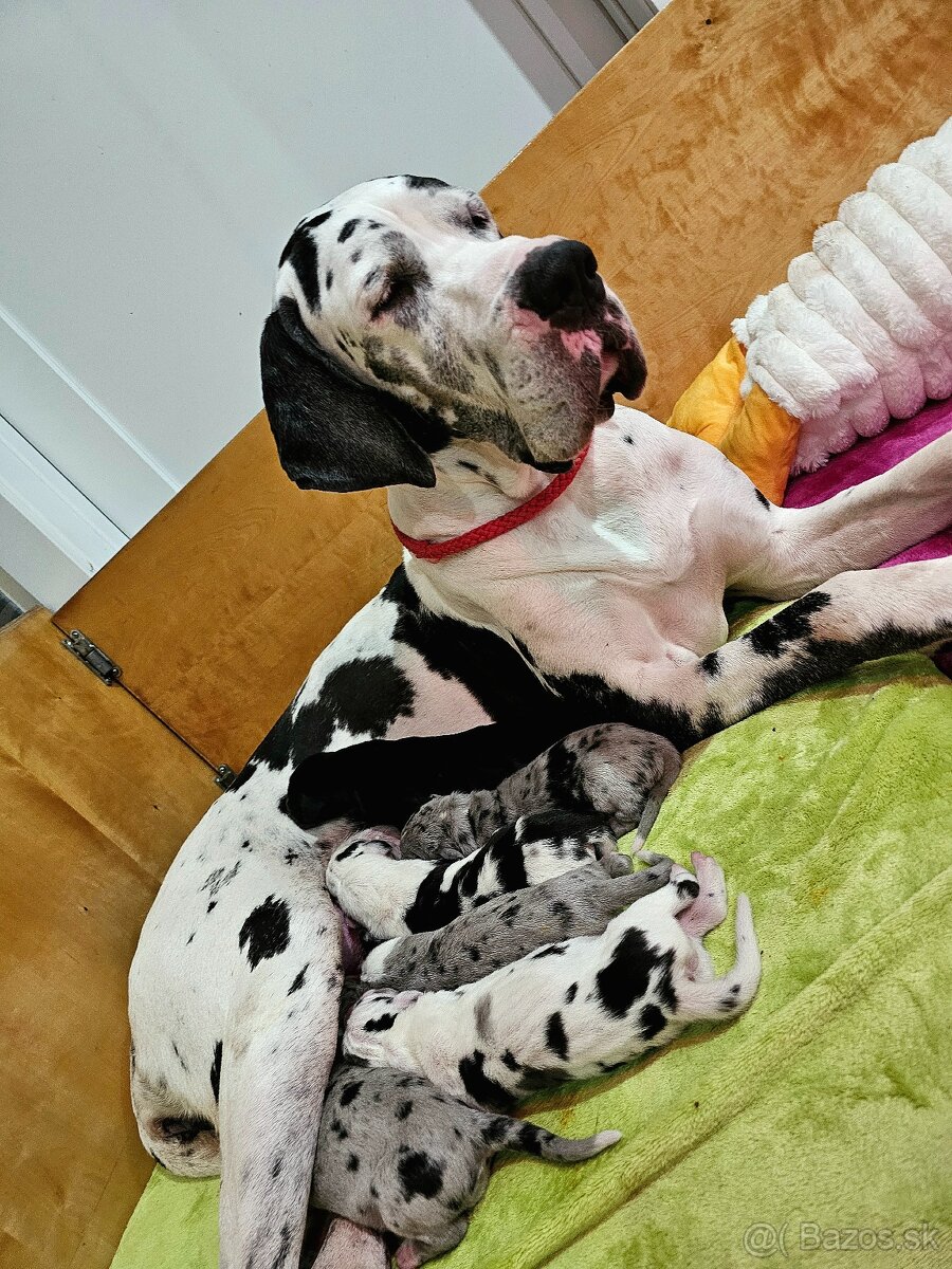 Nemecká doga šteniatka s PP - 2