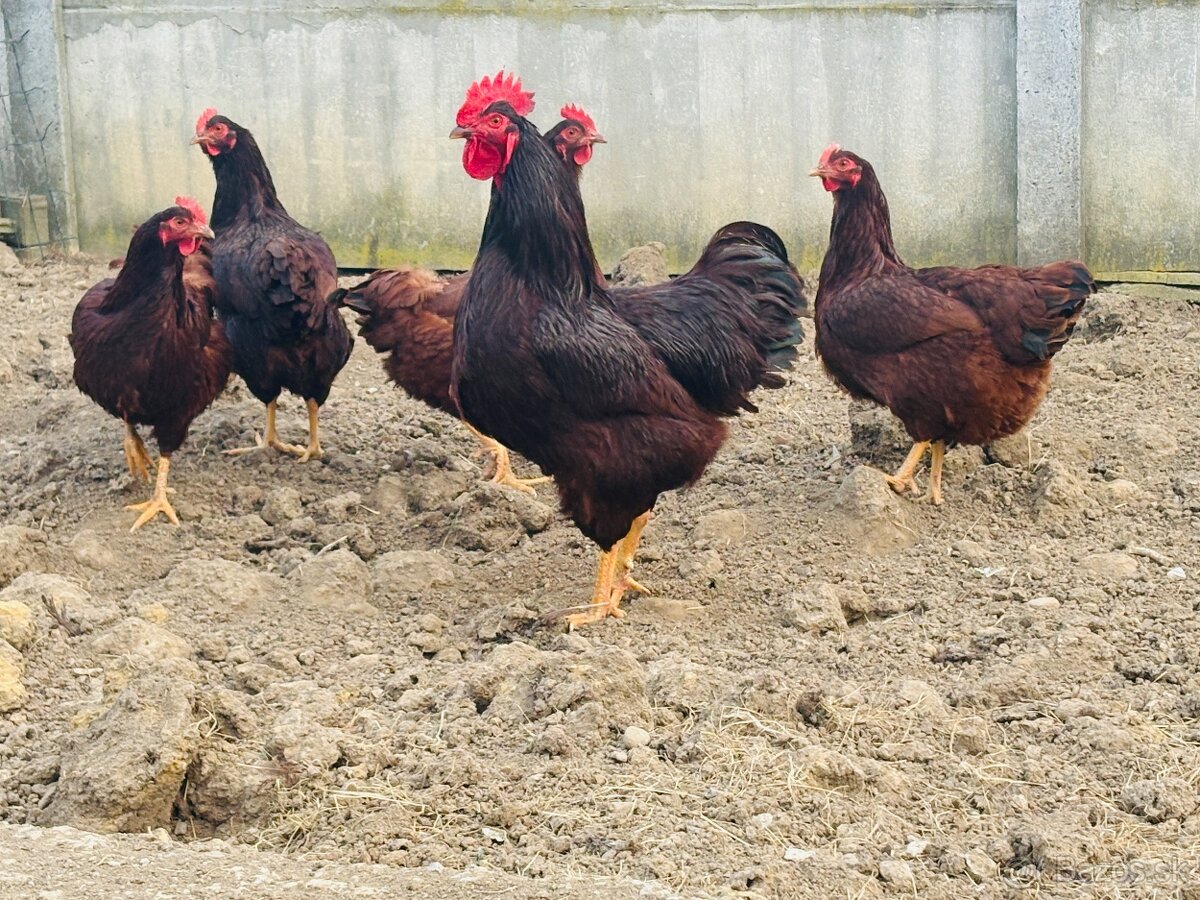 Rodajlendka nasadove vajcia - 2