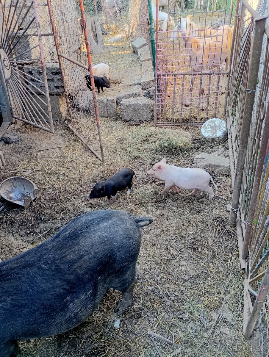 Predám vietnamské prasiatka - 2