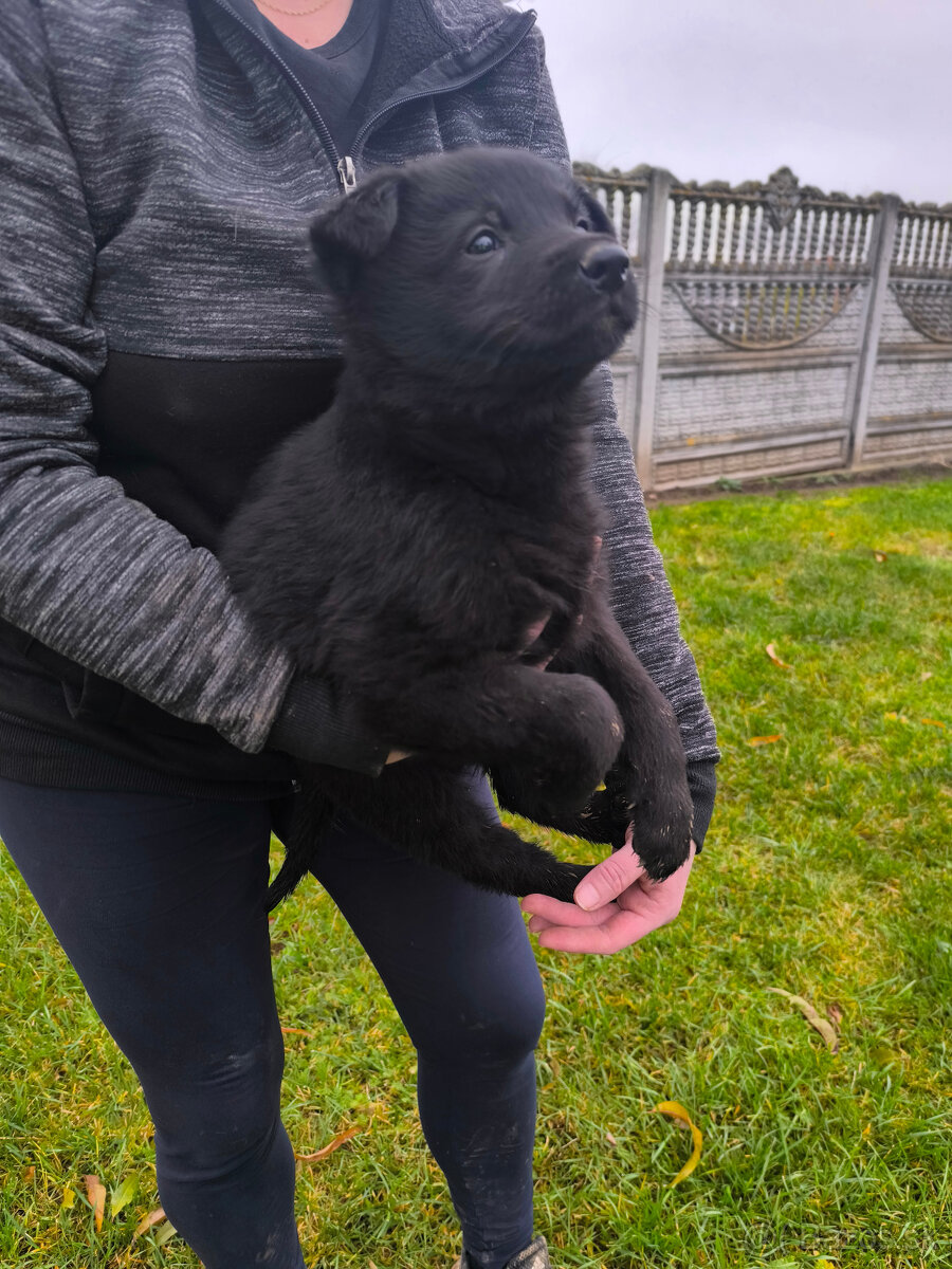 Nemecky ovčiak šteniatka - 2