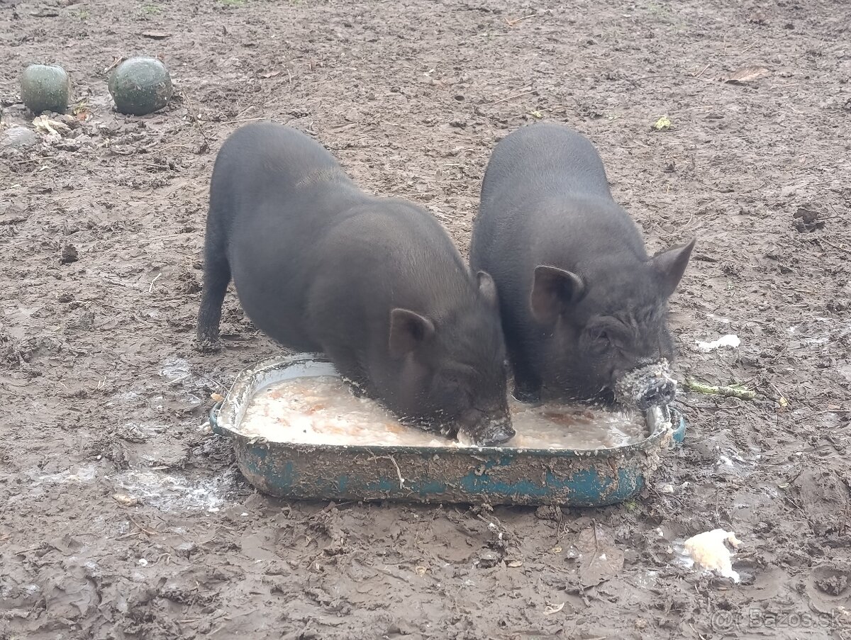 Vietnamské prasiatka - 2