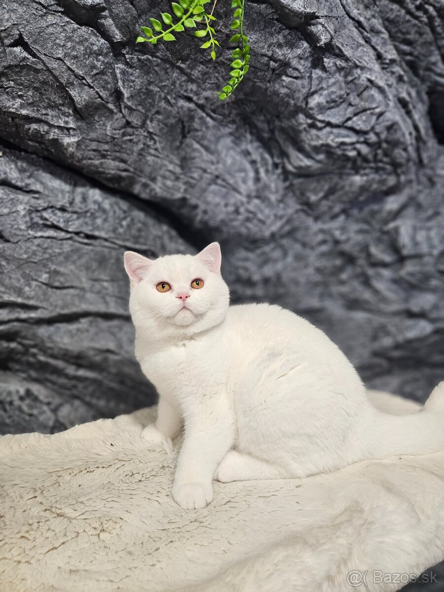 Britské mačiatka s PP - 2