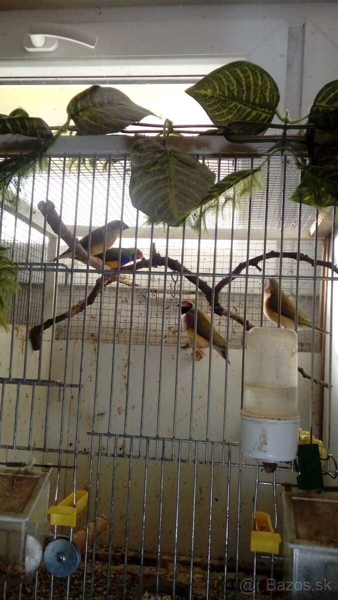 Amadina guldová červenohlavá-prírodná - 2