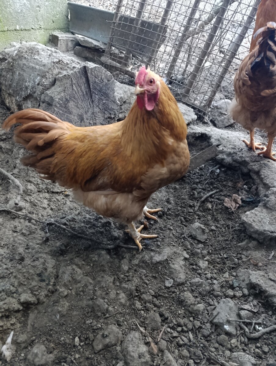 Oravka žítohnedá - 2