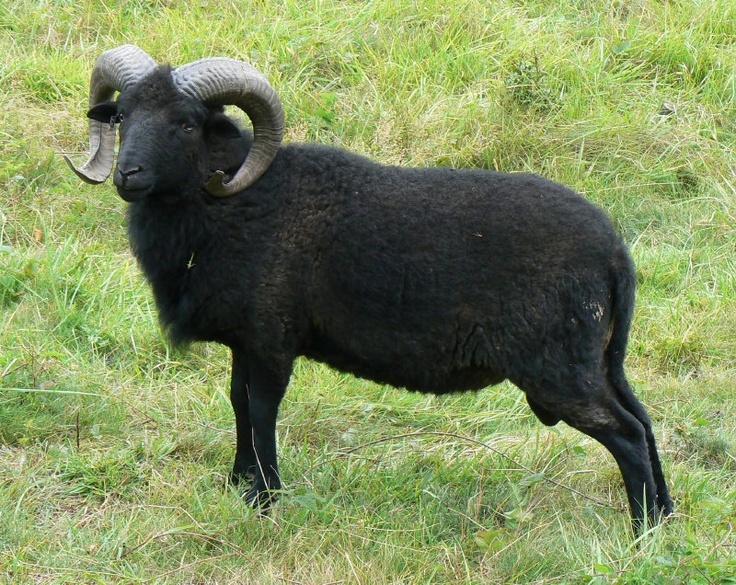 Predaj oviec kamerúnskych - 2