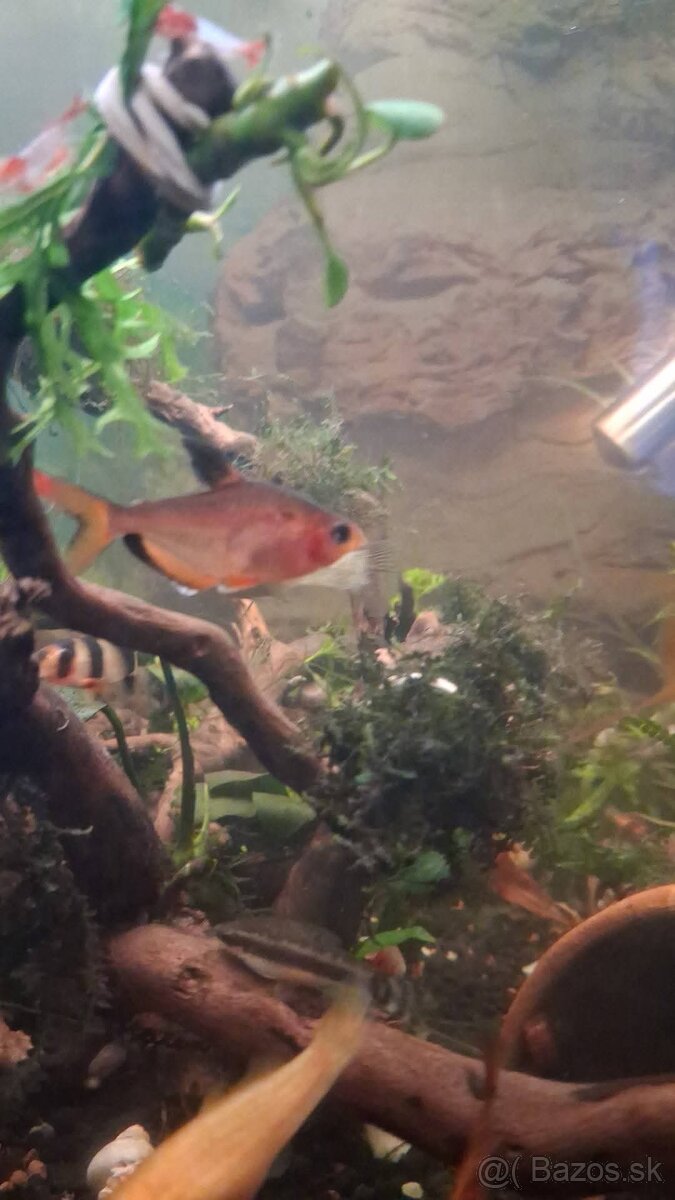 Darujem/poprípade vymením - 2