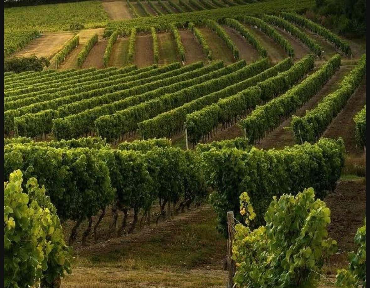 Vyškovce nad Ipľom – vinica na predaj 273/3/23 - 2