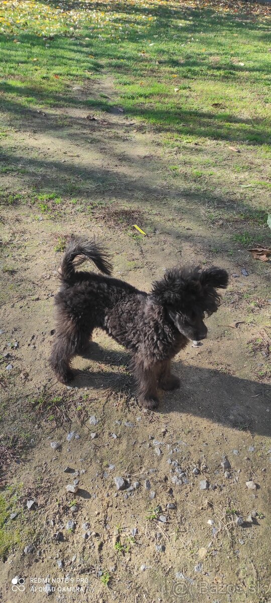 Pudel trpaslíči & Špic trpaslíči - 2