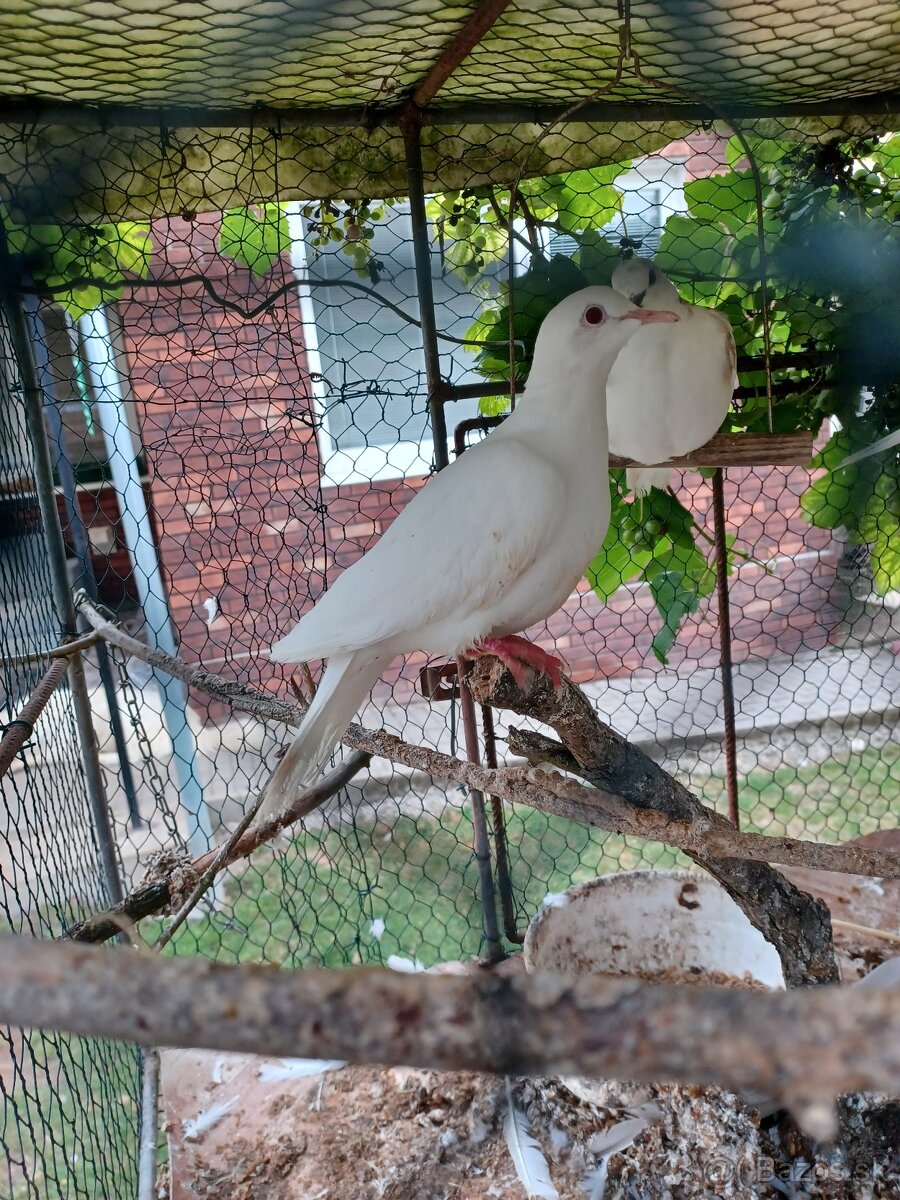 Hrdličky chichotavé - 2