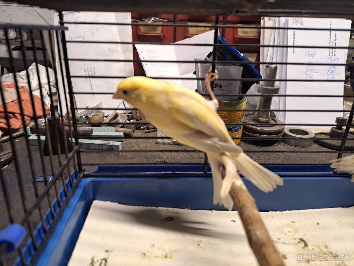 Kanáriky - 2