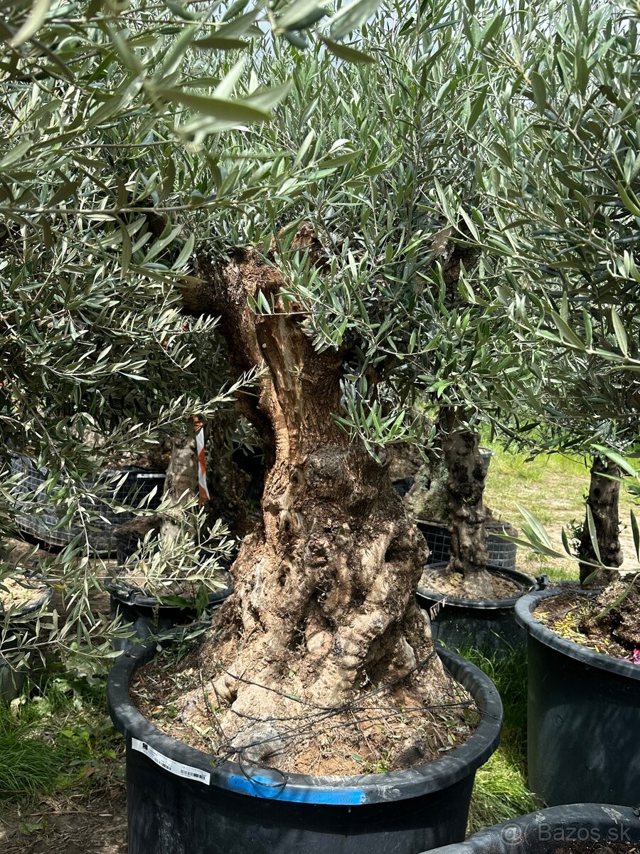 Predám Olivy Bonsai - 2