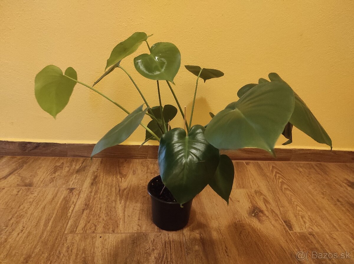 MONSTERA DELICIOSA - 2