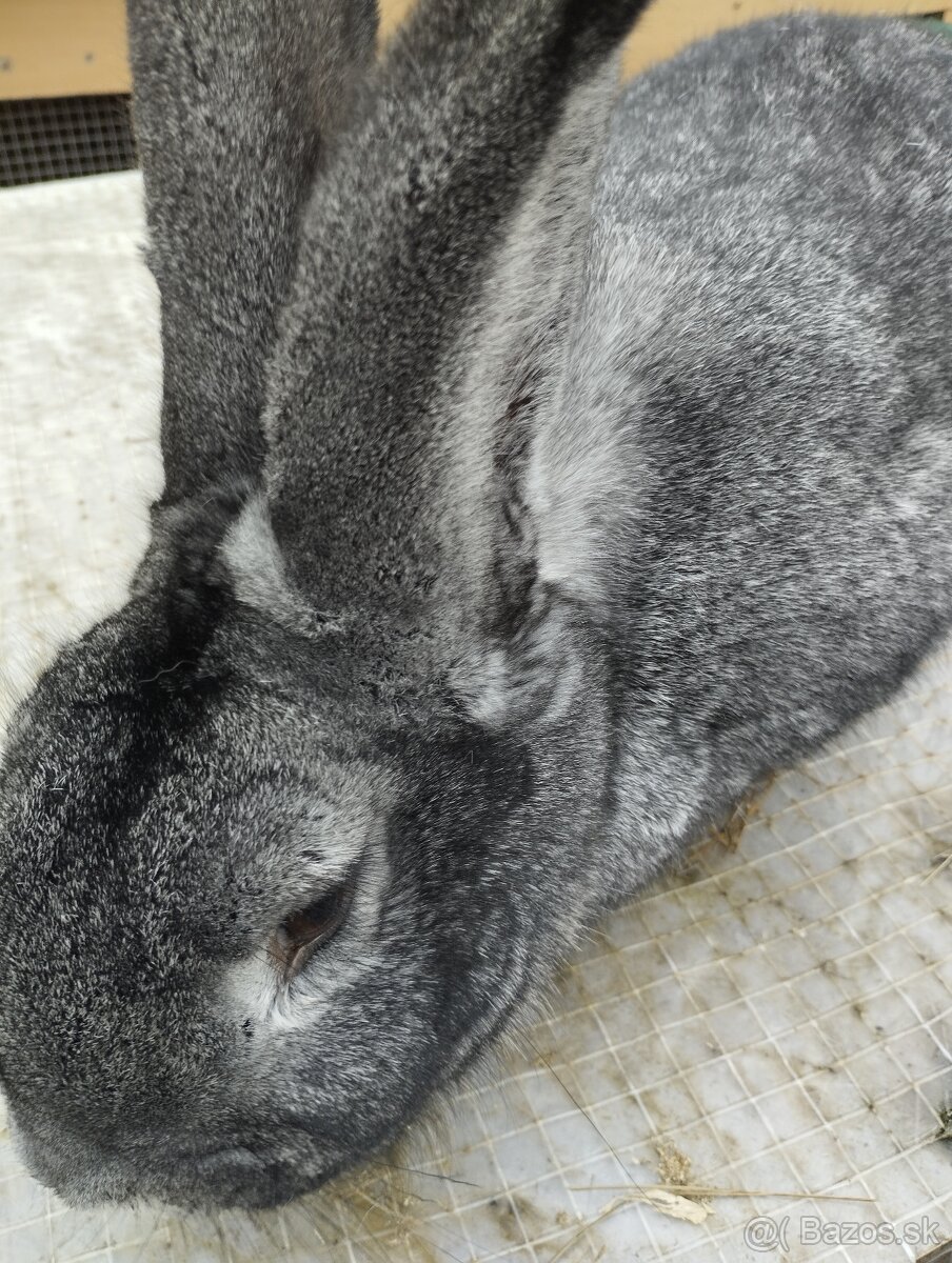 Cinčila Velka - Mäsové plemeno - 2