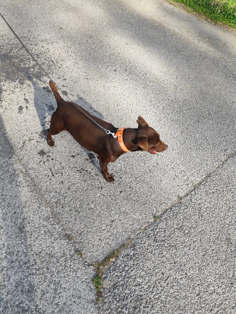 Predám psa Patterdale teriér - 2