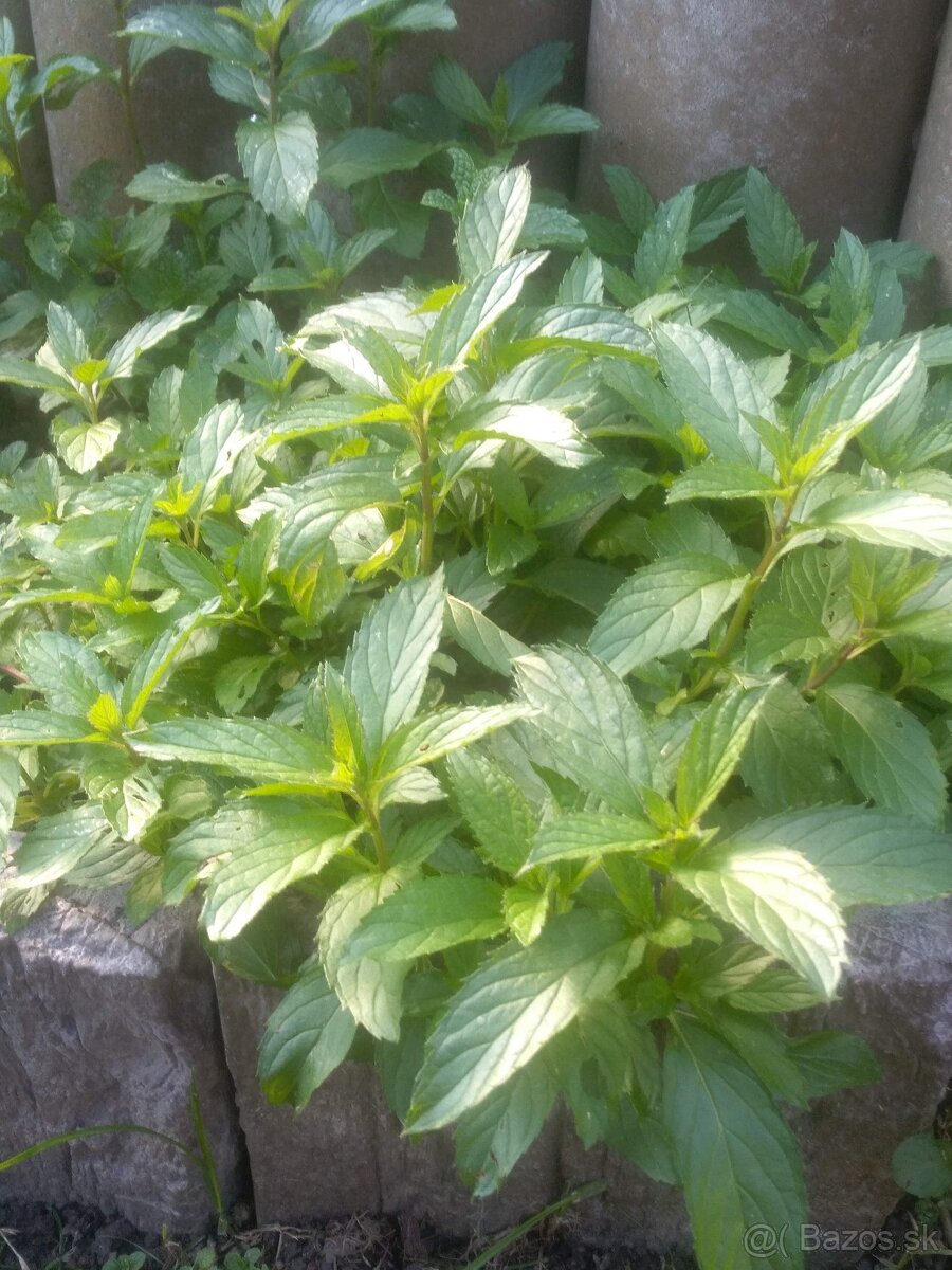 sušené bylinky z vlastnej záhrady - 2