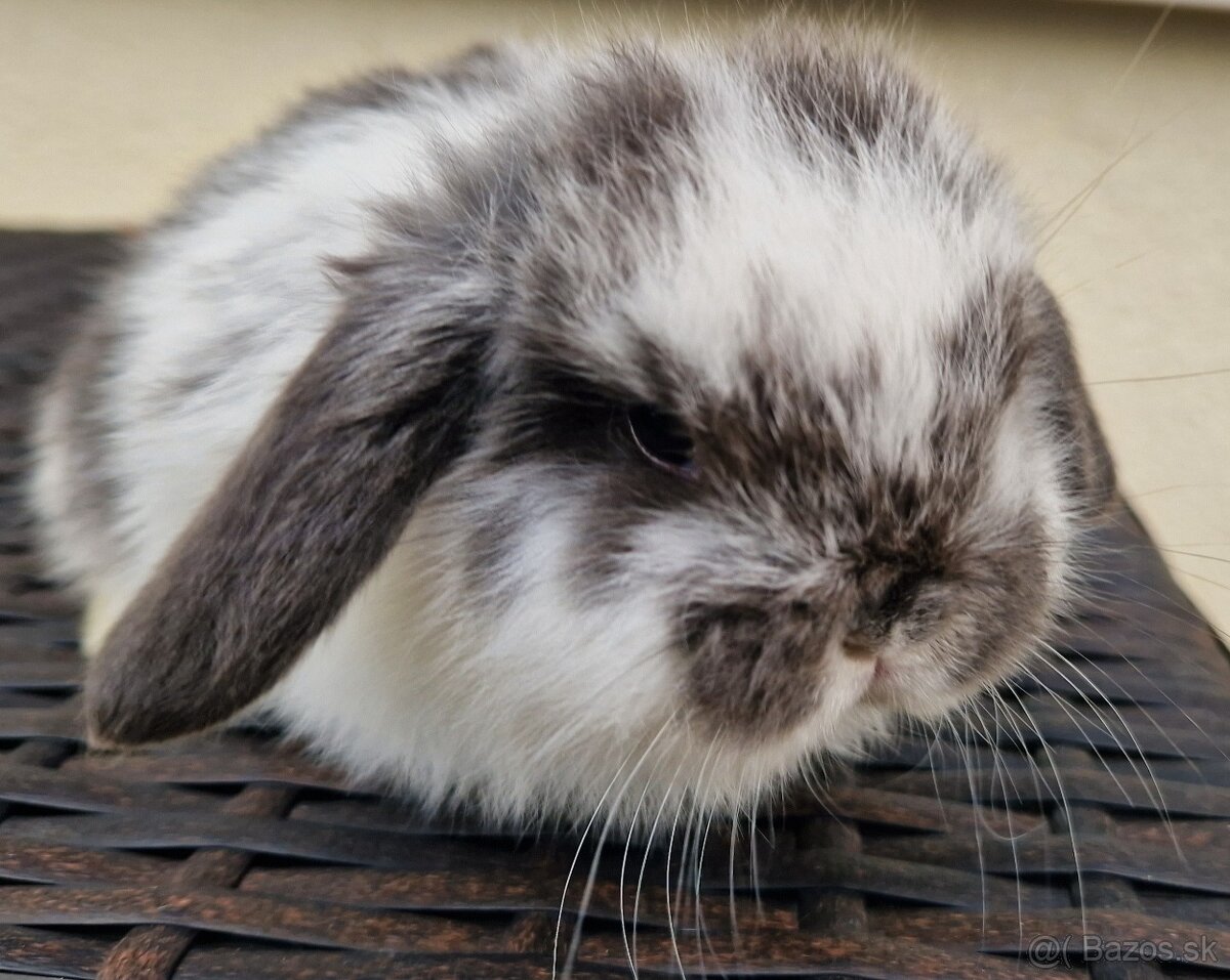 Minilop zakrslý baranček - mláďatko - 2