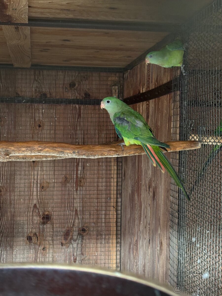 Papagáj nádherný (baraband) - 2