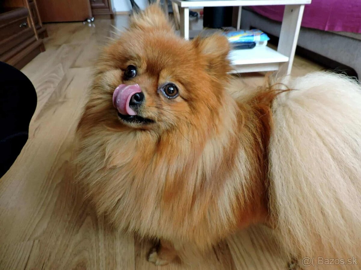 Pomeranian ( krytie) - 2
