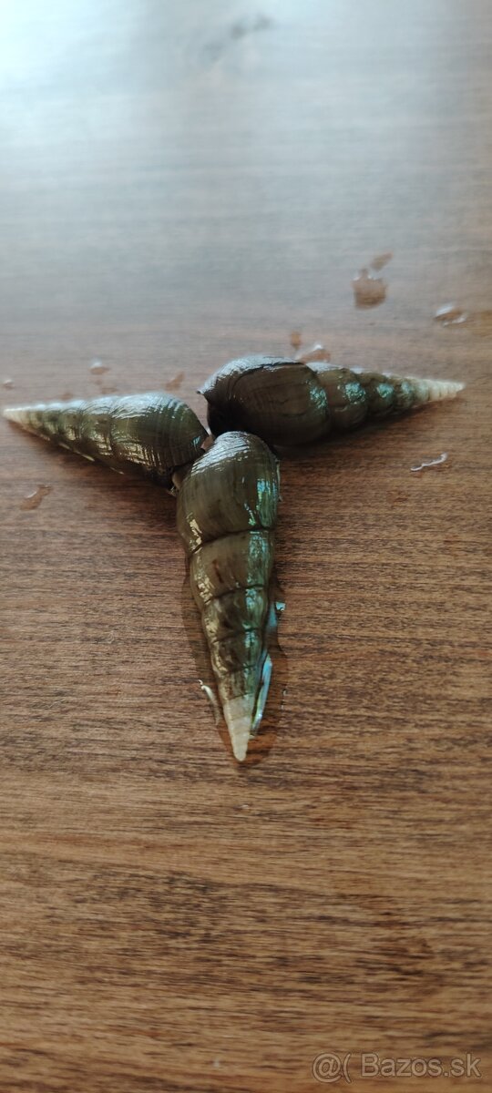 Slimák Vežovka malajská - 2