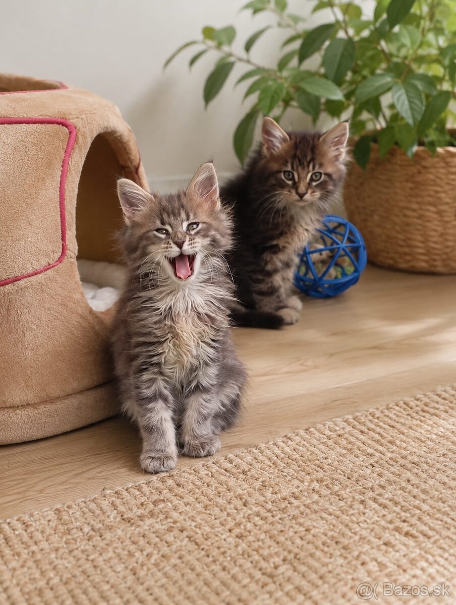 MaineCoon - 2