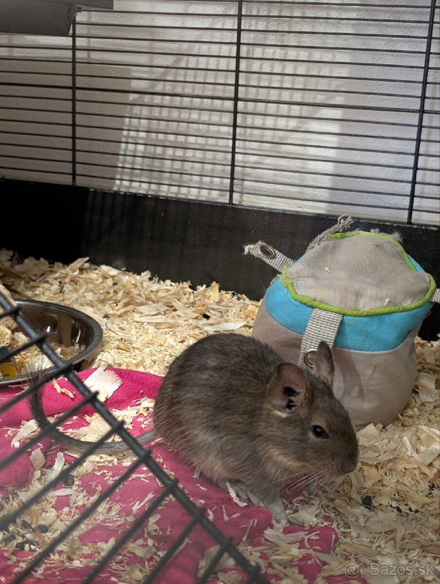 Osmak degu- samočky - 2