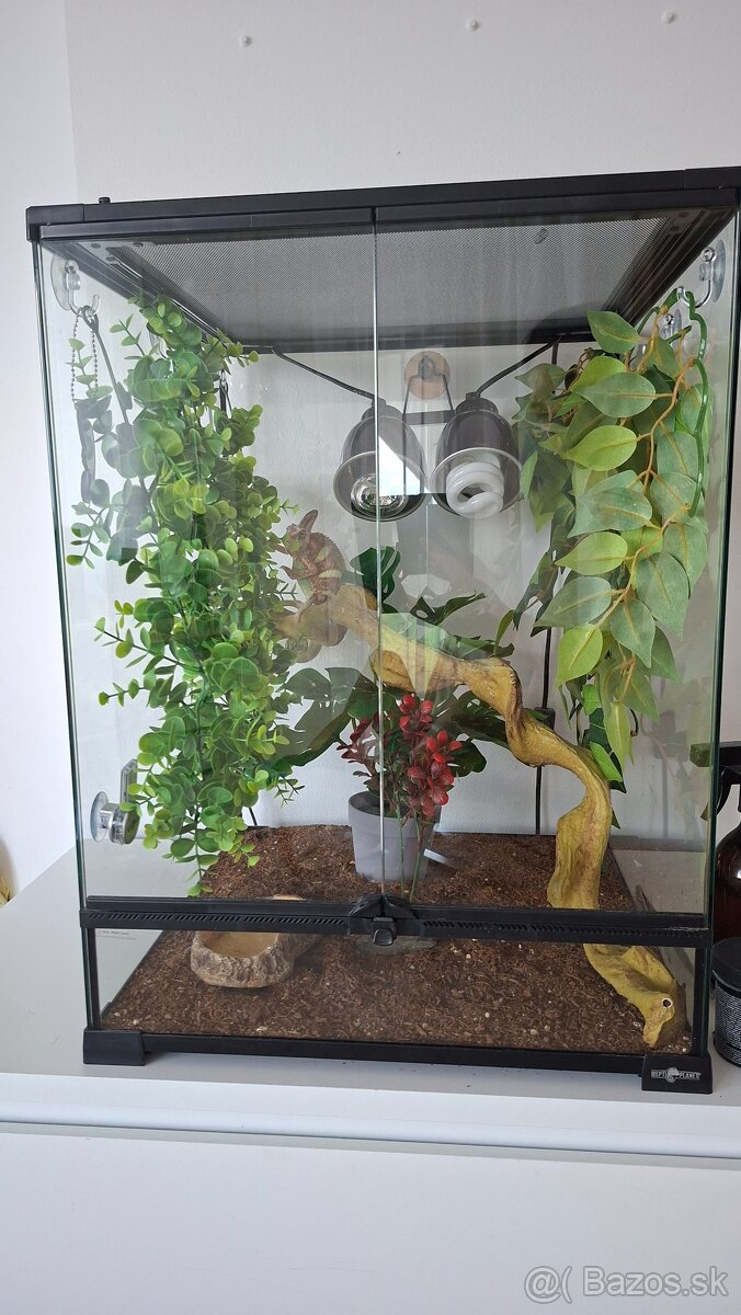 Chameleón Jemenský - 2