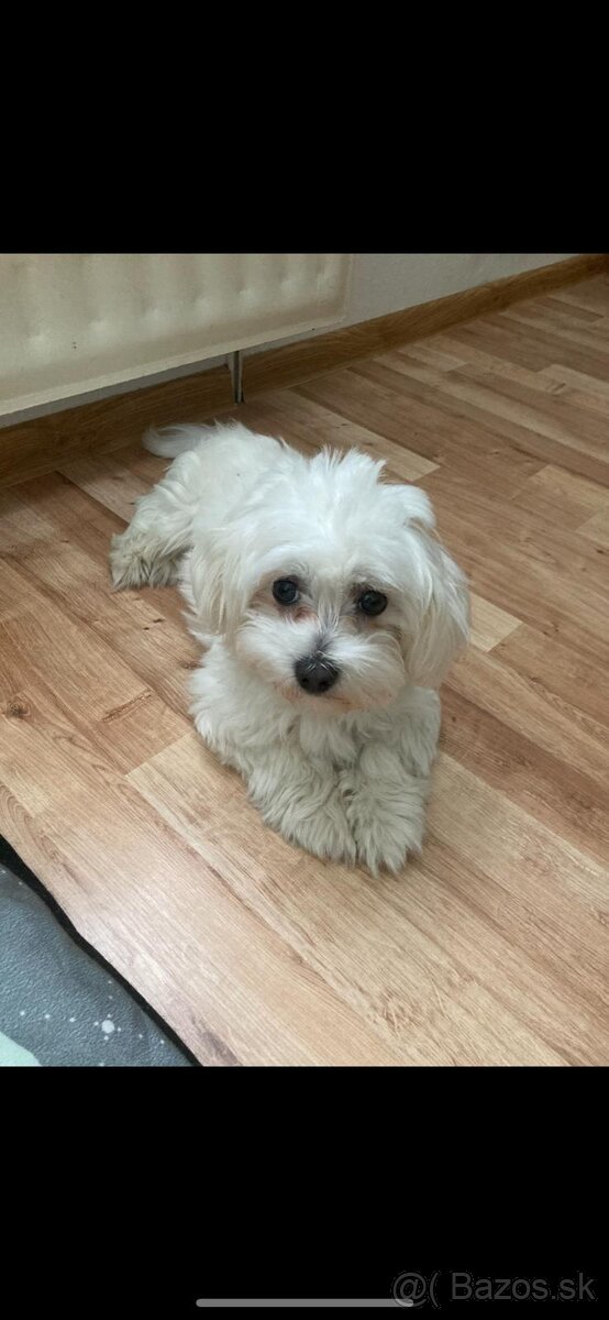 Mini maltezák - 2