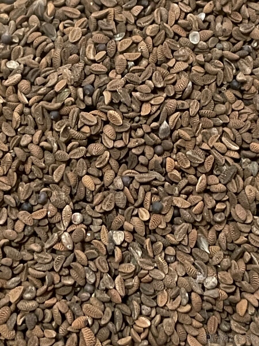 Facélia vratičolistá - 2