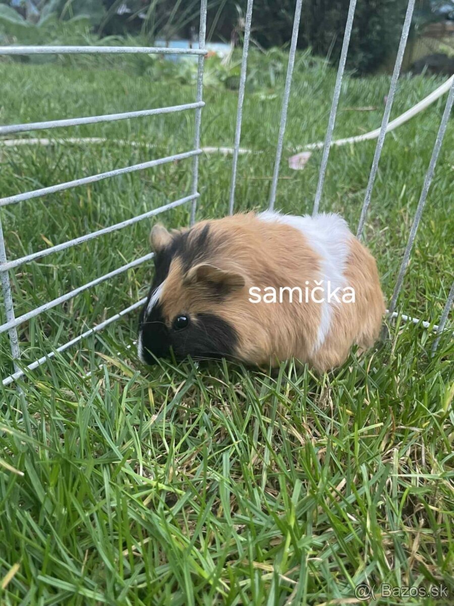 morčatka - 2