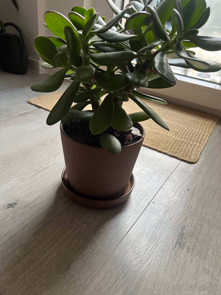 Izbové rastliny/kvety - 2