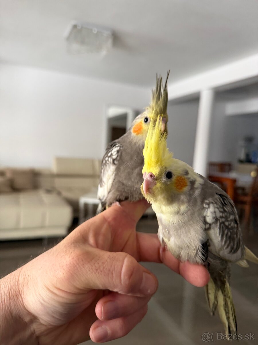 Korela ručne dokrmena Krotká - 2