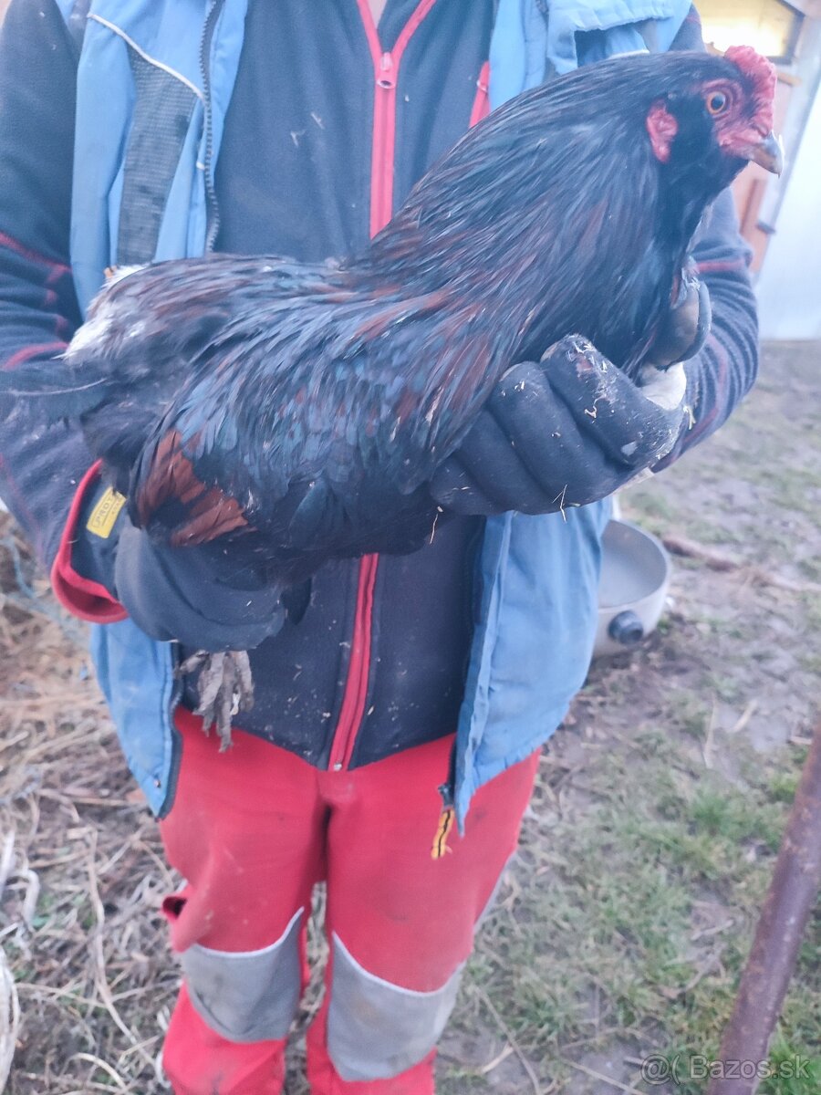 ‼️ araucana kohút ‼️ - 2